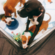 Image for article titled We Went To The Puppy Bowl And Brought Back Pictures Of Very Good Doggies And Cats